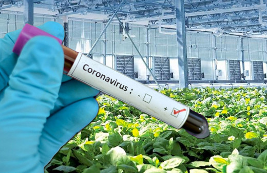 Kanadalı ilaç firması koronavirüs aşısının hazır olduğunu duyurdu Pentagon fonluyor