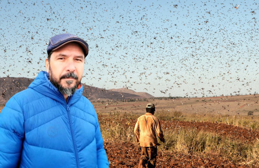 Çöl çekirgeleri Türkiye'yi istila eder mi? Prof. isimden dikkat çeken uyarı