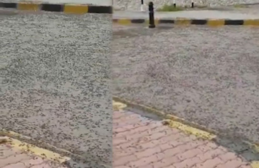 Dünya'nın konuştuğu olay! Çekirge istilasının ardından karınca istilası başladı