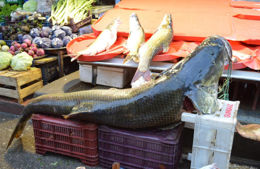 Elazığda'da balıkçılar iki metrelik dev turna balığı avladı
