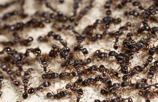 Karınca istilası kıyamet alameti mi Araf suresinde geçiyor mu?