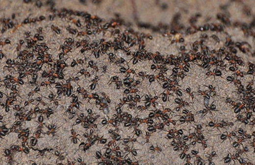 Umman nerede karınca istilası kıyamet alameti mi?