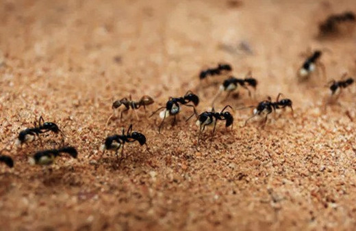 Karınca istilası nerede kıyamet alameti mi Araf suresi açıklıyor