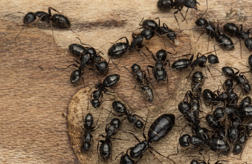 Karınca istilası nerede Türkiye'ye geldi mi son durum?
