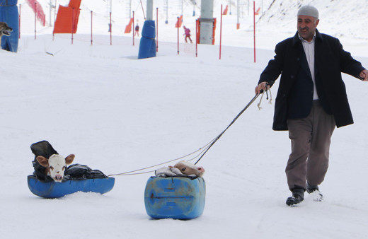 Buzağılar Palandöken'de kayak pistine çıktı 'hastalandılar ne yapayım'