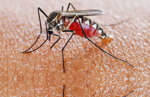 Sivrisineklerden Koronavirüs bulaşır mı? Dünya Sağlık Örgütü açıkladı