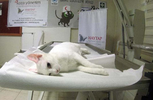 Osmaniye'de Van kedisi balkondan düştü ayağı kırıldı