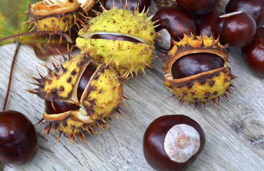 At kestanesinin faydaları neler şah damarınıza sürerseniz...