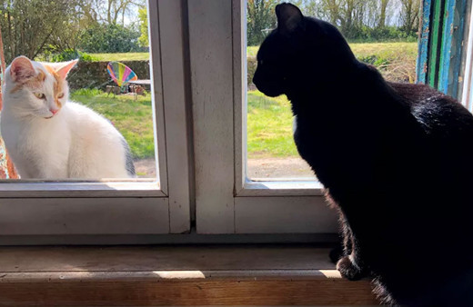 Hayvandan insana virüs bulaşır mı? Dünya Sağlık Örgütü açıkladı