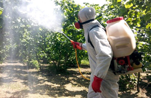 8 ilimizdeki fındık bahçelerinde süne istilası başladı!