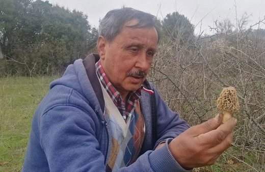 Köylüler topluyor kuzugöbeği mantarının kilosu koranayla fırladı