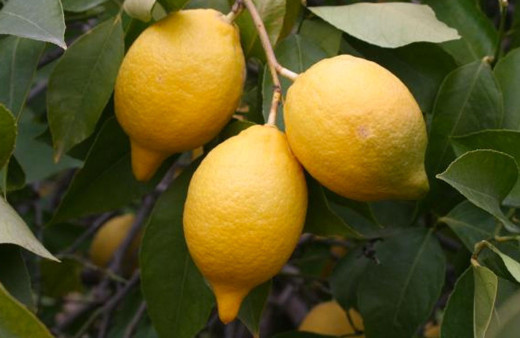 Limon ihracatı izne bağlandı