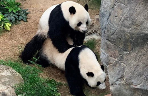 Tüm dünyanın 10 yılda yapamadığını karantina yaptı! Pandalar ilk kez çiftleşti