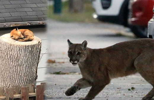 Karantina manzaraları yaban hayvanları şehre indi!