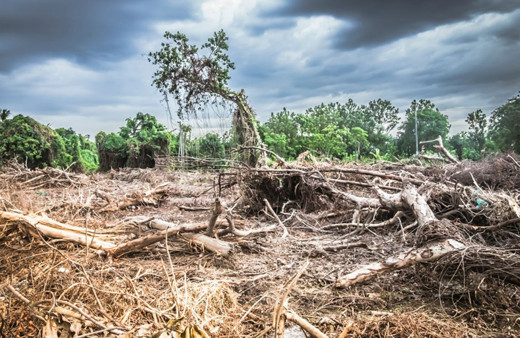 Bu koronavirüs bizim eserimiz! Doğal hayat talan edilince bu oldu