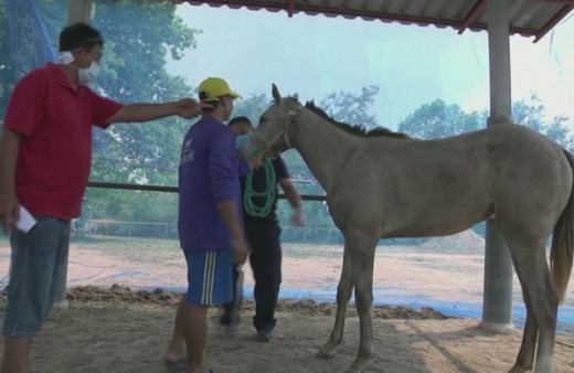 Tayland’da yeni salgın: 200 at telef oldu