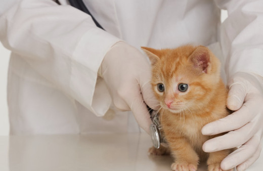 Kediler koronavirüsten enfekte olabiliyor