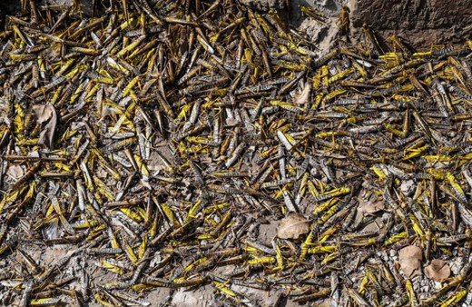 BM'den çekirge istilası uyarısı: 20 kat daha büyük