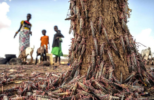 Çekirge istilasında ikinci dalga geldi 70 yılın en şiddetlisi