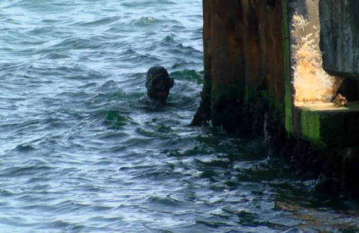 İstanbul Sarıyer'de denize girip midye topladılar