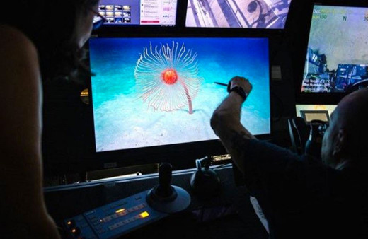 Bilim insanları dünyanın en uzun hayvanını keşfetti tam 45 metre