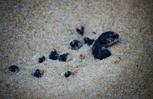 Doğa koronavirüste kendini onarıyor! Bu kez kaplumbağalar şaşırttı