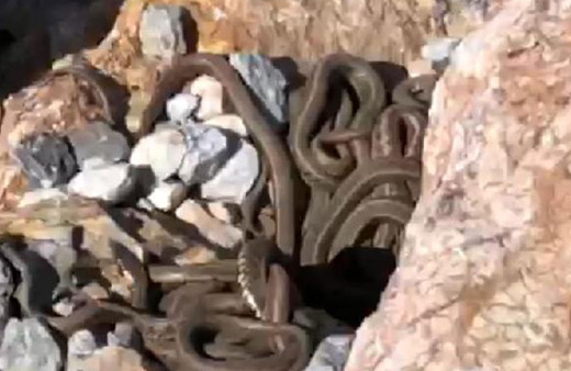 Yüksekova'da görülen çok sayıdaki yılan korkuttu