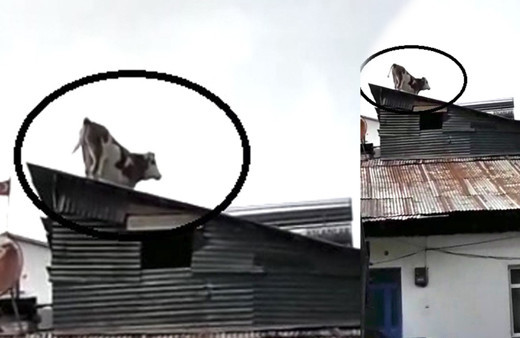 Çatıdaki ineği gören gözlerine inanamadı