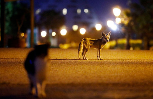 İsrail'de karantinayı fırsat bilen kızıl tilkiler sokaklara yerleşti
