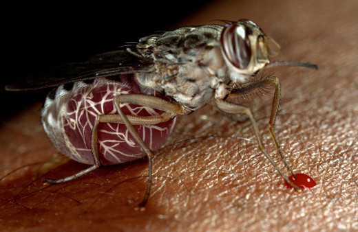Koronavirüs sineklerden bulaşır mı? Sıcaklar başladı sinek korkusu ortaya çıktı
