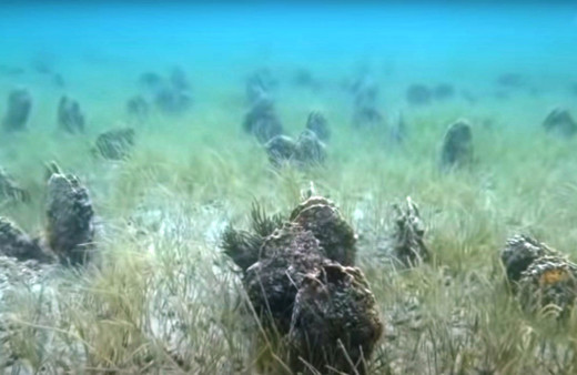 Çanakkale'de korkutan manzara! Adeta mezarlığa döndüm durumda