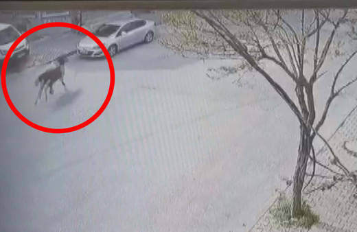 Arnavutköy'de inanılmaz olay! At otomobilin üzerine çıktı