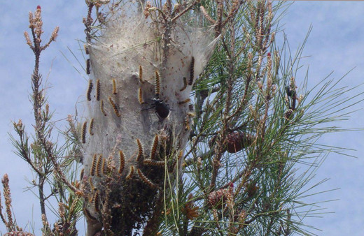 Ormanlar terminatör böceklerle korunuyor