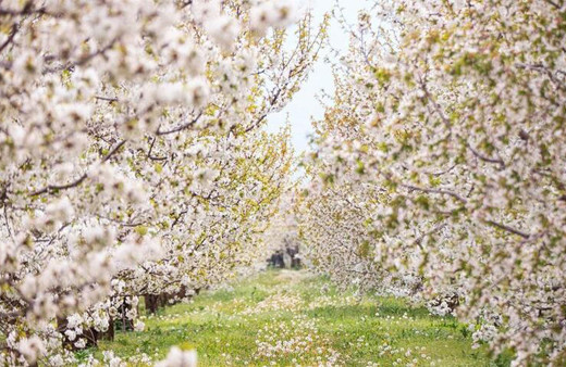 Sultandağı’nda kiraz bahçeleri göz kamaştırdı