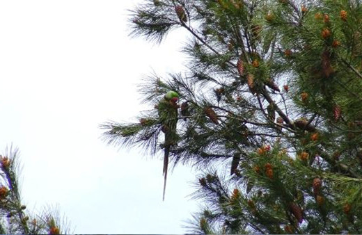 Avcılar’da ağaçlar papağanla doldu bakan bir daha baktı