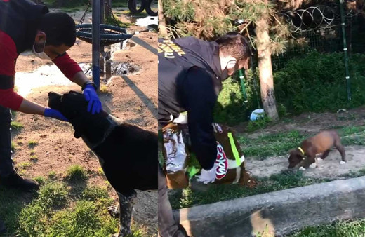 Sultangazi'de polis sokak köpeklerini besledi