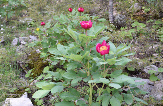 Ayı gülü açtı! Şakayık çiçeğine dokunmak 61 bin 800 TL'ye patlıyor