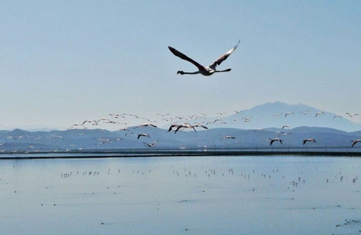 Korona ile doğada tuhaf işler oluyor! Tilki denizde domuzlar kentte