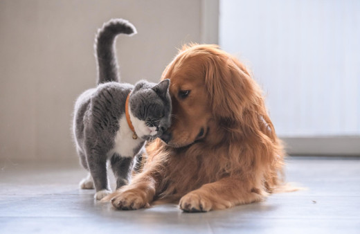 Evcil hayvan satışları sokağa çıkma yasakları sonrası patladı ancak işin içinde çıkar var