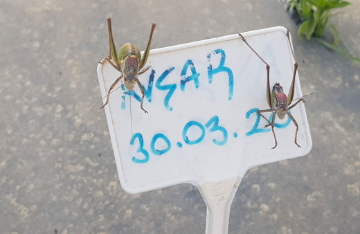 İzmir'de çekirge istilası! Tire'de çekirgeler, Akarca Ovası'nı kırıp geçiriyor