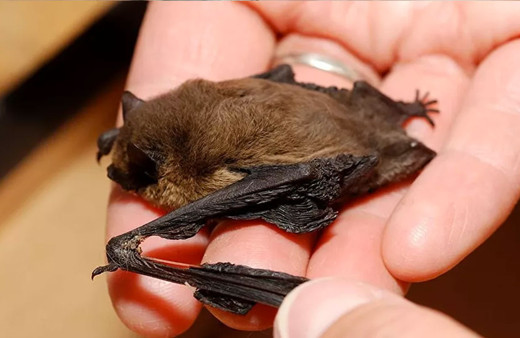 Virüs taşıyan yarasalar neden hasta olmuyor? Bilim insanları açıkladı