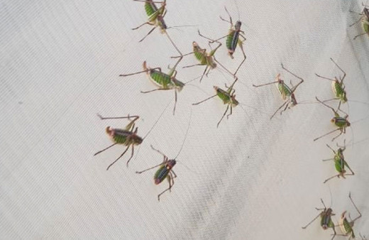 İzmir'deki çekirge istilasıyla ilgili flaş açıklama! Bu çekirgeler farklıymış...