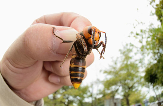Doğa intikam alıyor! Koronavirüsün ardından şimdi de katil arısı