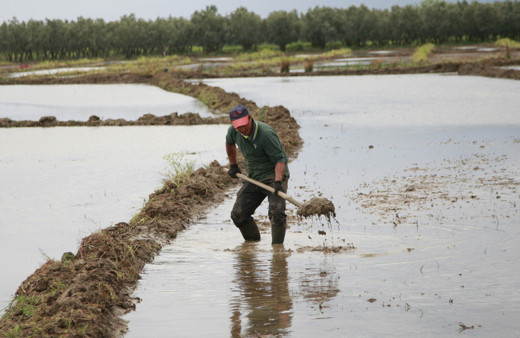 Bursa'da çiftçinin zorlu çeltik mesaisi başladı