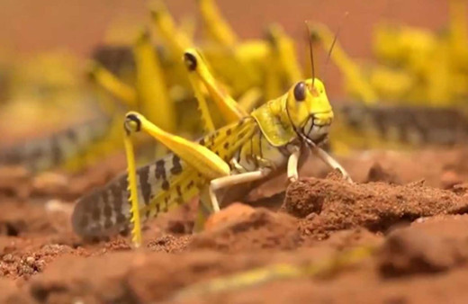 Afrika'da çekirge istilası başladı son 70 yılın en büyük istilası