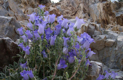 Aydın'da her yıl koruma altına alınan Tüylü Çan çiçeğine zararın cezası 73 bin 747 TL