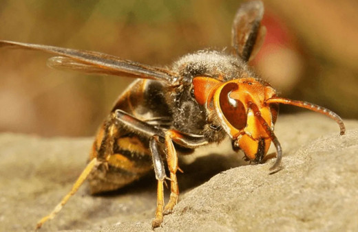 Avrupa’yı Covid-19’un ardından katil arılar vurdu öldürerek yayılıyor