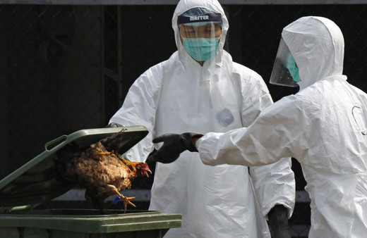 Koronavirüs bitmeden kuş gribi salgını patladı! Düzce Valiliği muhtarları uyardı