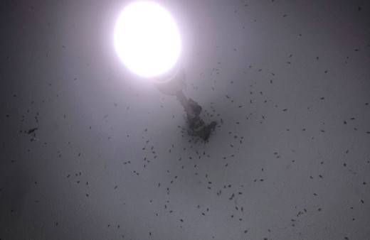 Adana'da sivrisinek faciası kapıda! Korona bitmeden bu başladı