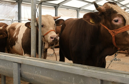 Şap hastalığı belirtileri neler şap hastalığı bulaşıcı mıdır?